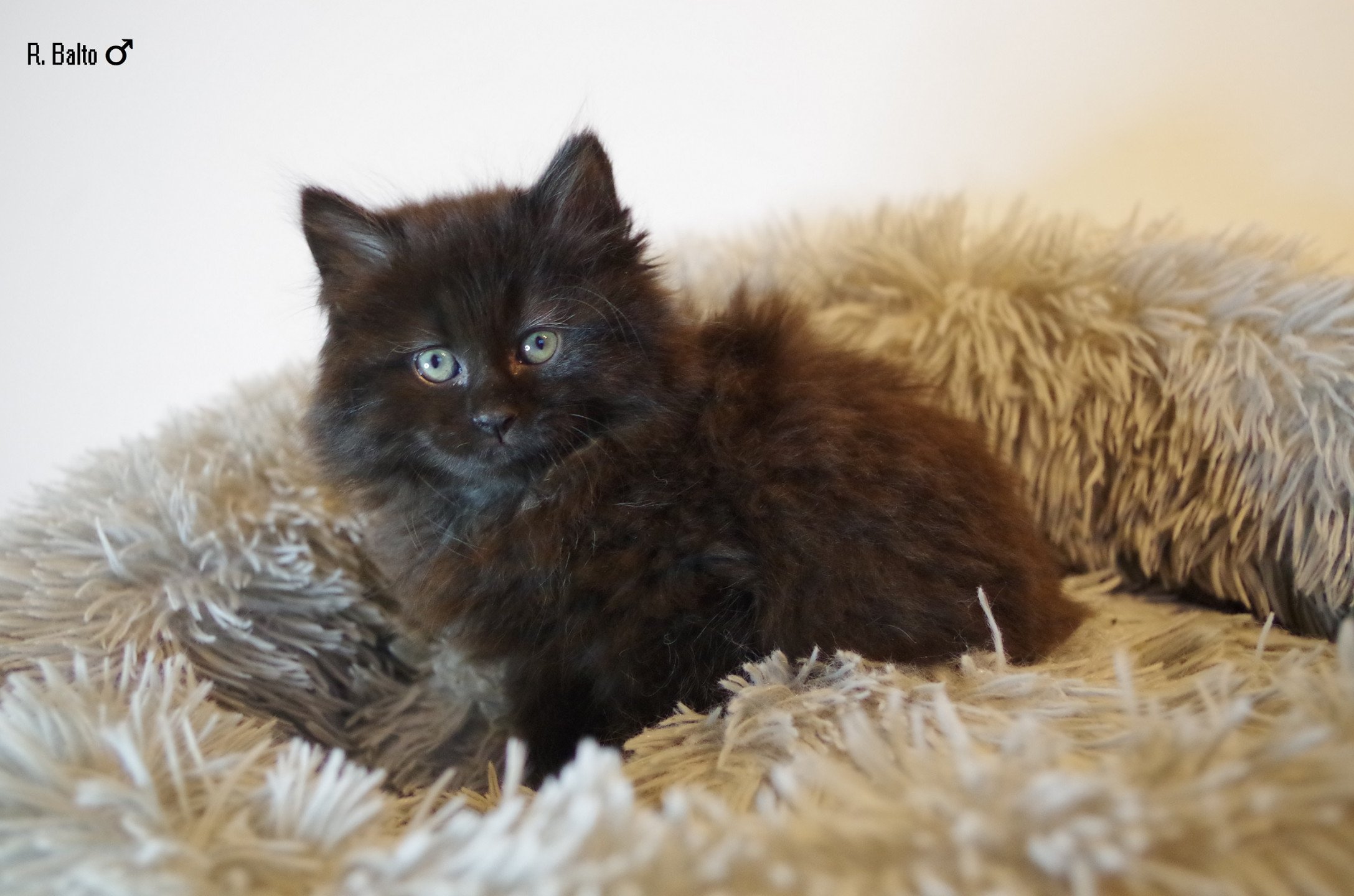 chaton Kurilian Bobtail Longhair black R. Balto Domaine des Roches de Kurils