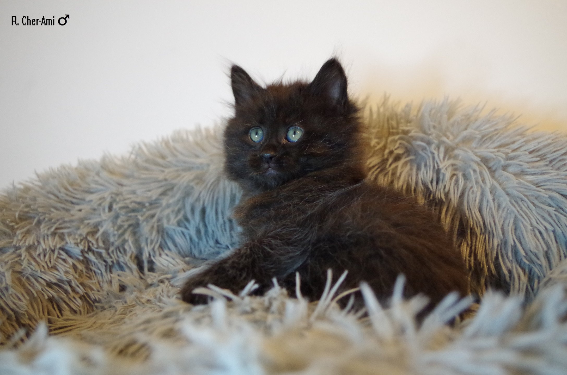 chaton Kurilian Bobtail Longhair black R. CHer-Ami Domaine des Roches de Kurils