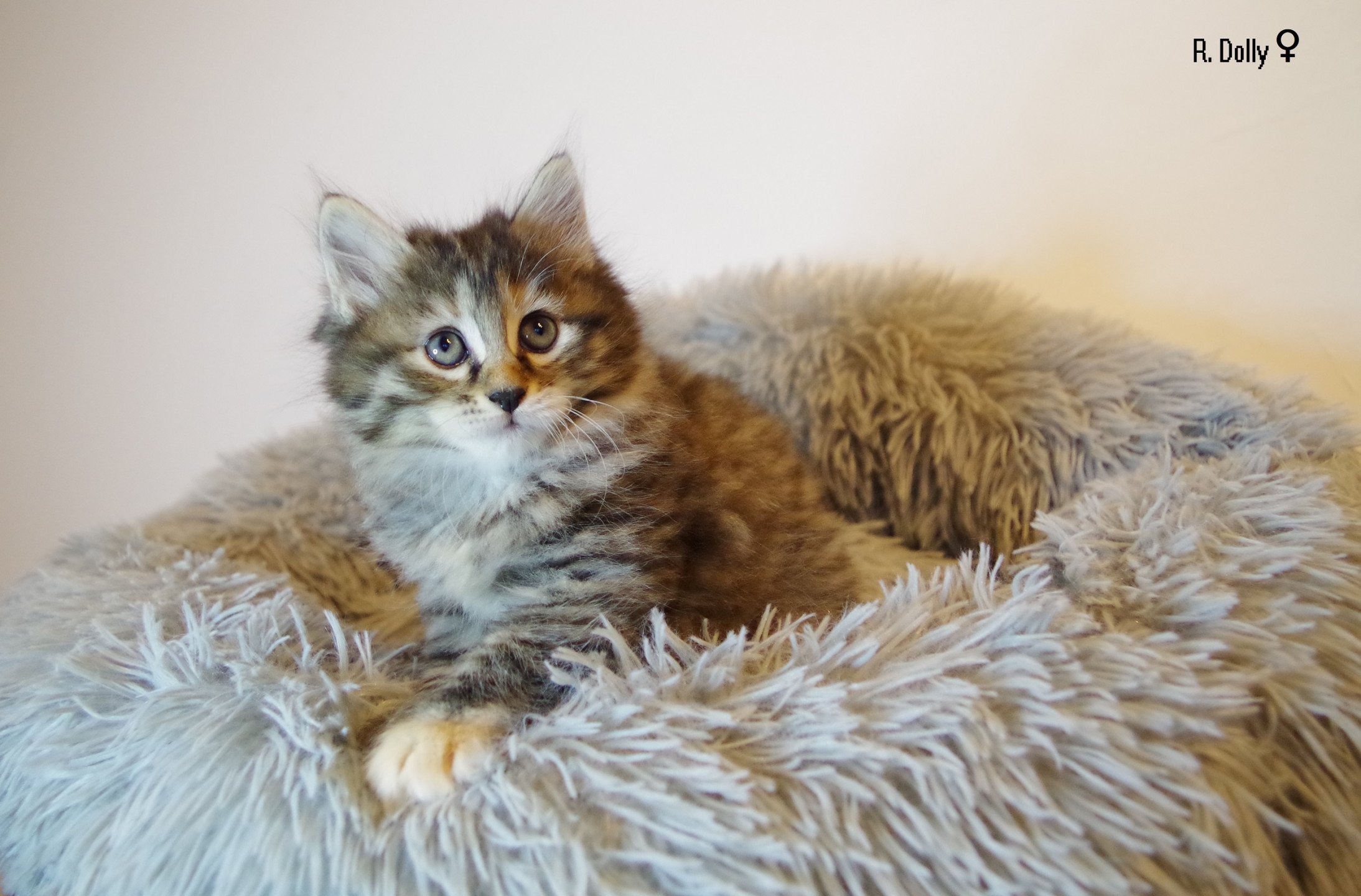 chaton Kurilian Bobtail Longhair brown tortie mackerel tabby R. Dolly Domaine des Roches de Kurils