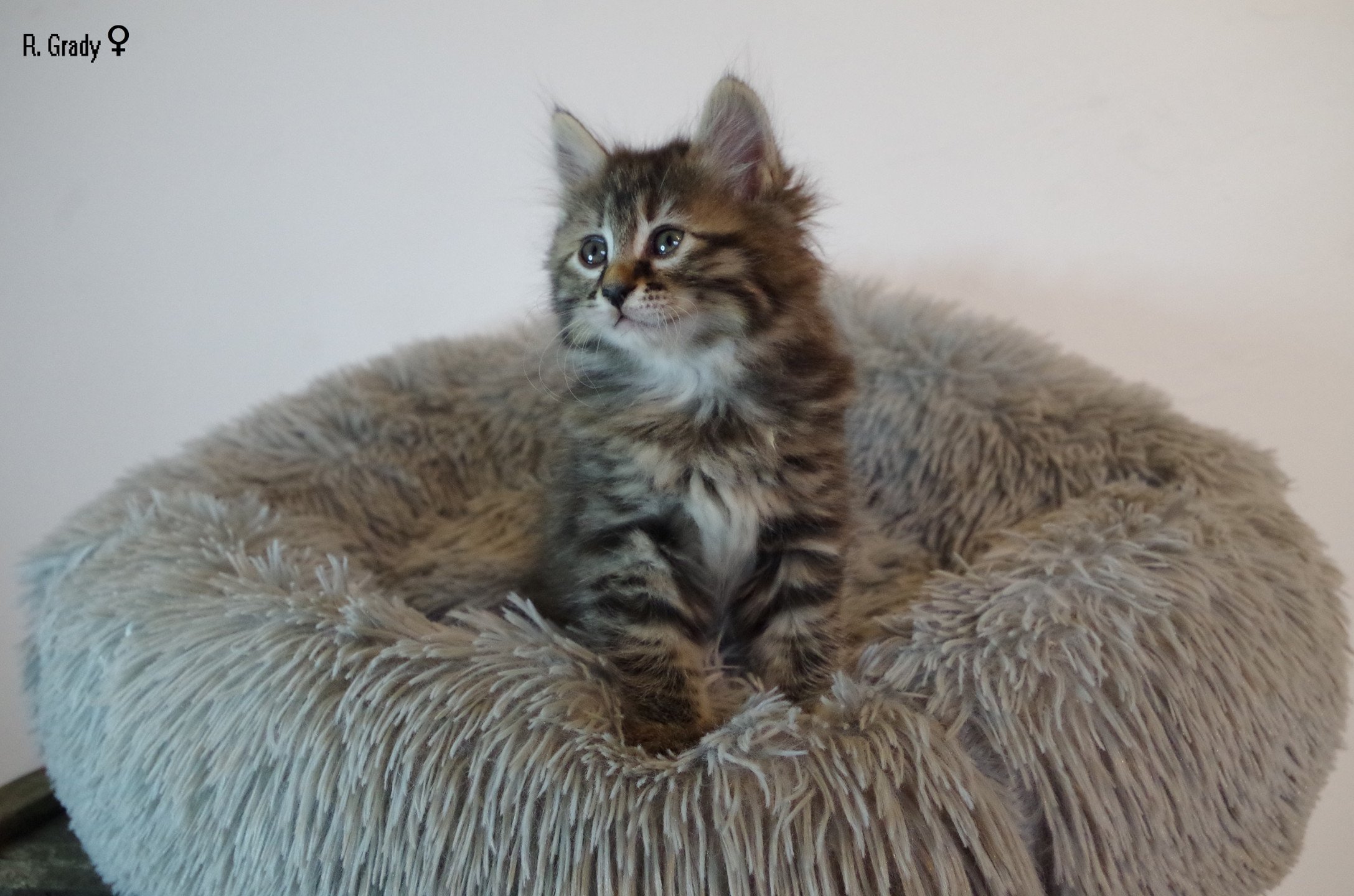 chaton Kurilian Bobtail Longhair brown mackerel tabby R. Grady Domaine des Roches de Kurils