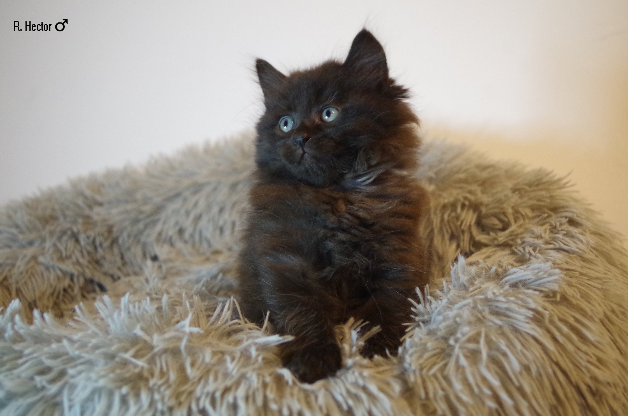 chaton Kurilian Bobtail Longhair black R. Hector Domaine des Roches de Kurils