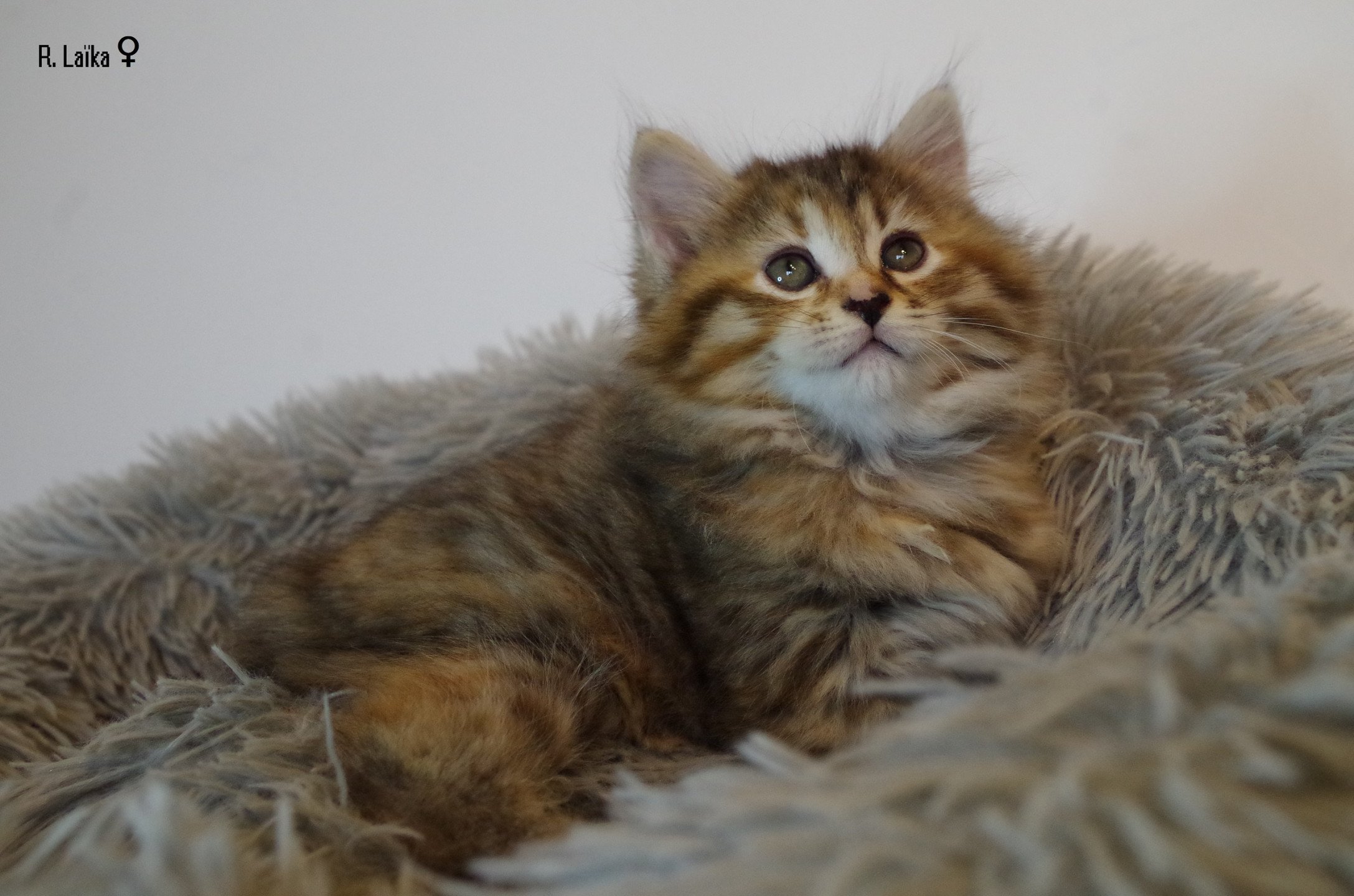 chaton Kurilian Bobtail Longhair brown mackerel tabby R. Laïka Domaine des Roches de Kurils