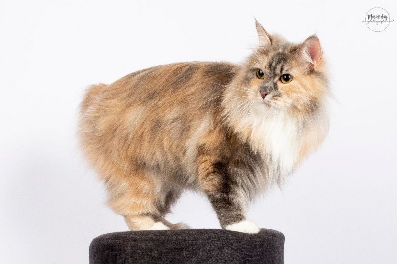 Rumby Femelle Karelian Bobtail Longhair