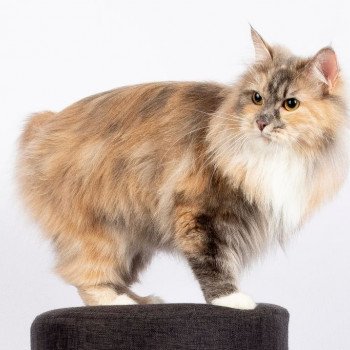 chat Karelian Bobtail Longhair Rumba Domaine des Roches de Kurils