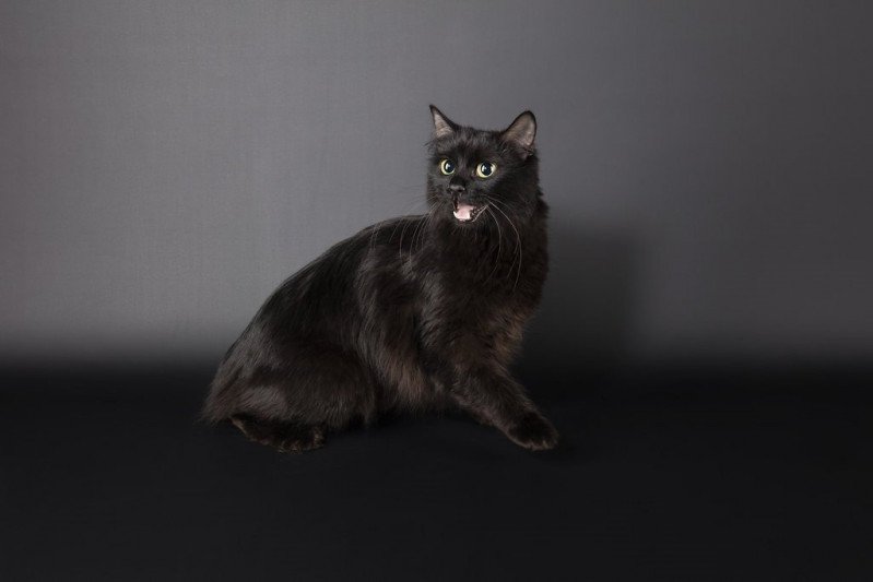 Emmy Femelle Kurilian Bobtail Longhair