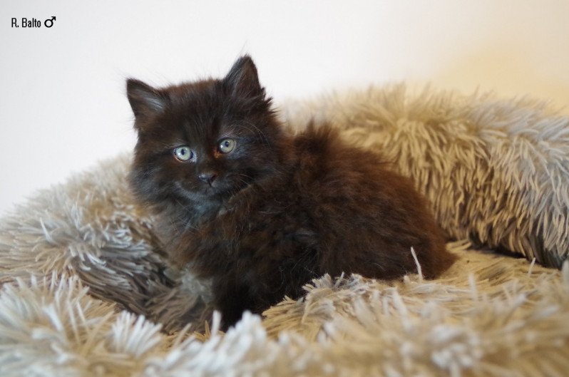 R. Balto Mâle Kurilian Bobtail Longhair