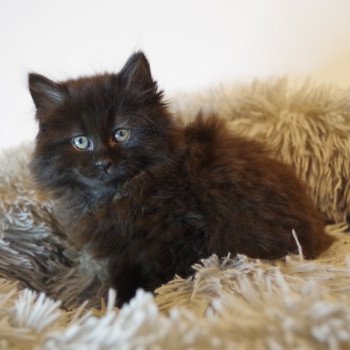 chaton Kurilian Bobtail Longhair black R. Balto Domaine des Roches de Kurils