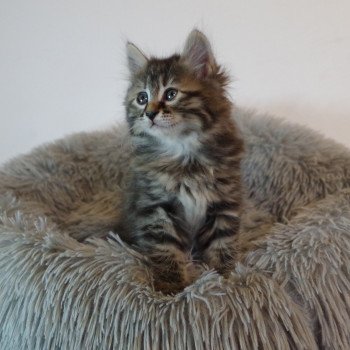 chaton Kurilian Bobtail Longhair brown mackerel tabby R. Grady Domaine des Roches de Kurils