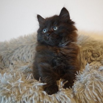 chaton Kurilian Bobtail Longhair black R. Hector Domaine des Roches de Kurils